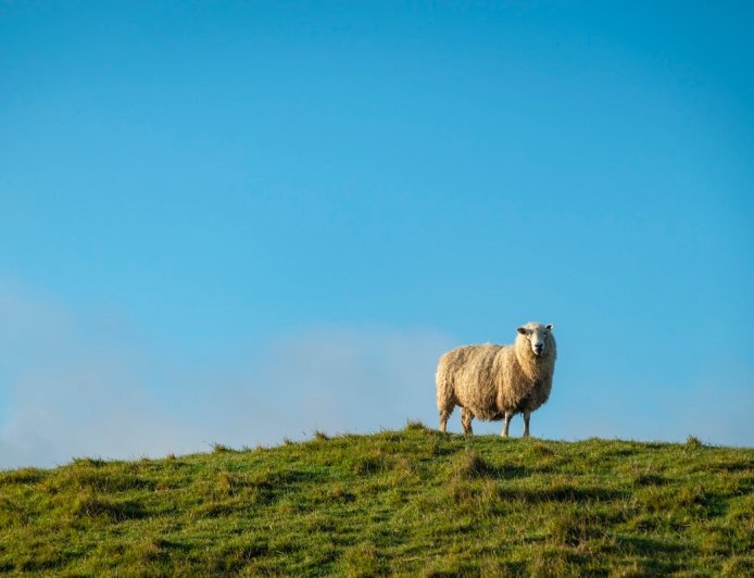WATCH: Bizarre Goose vs. Sheep Battle in New Zealand