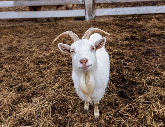 WATCH: Goats Hop on City Bus in Hilarious Viral Video