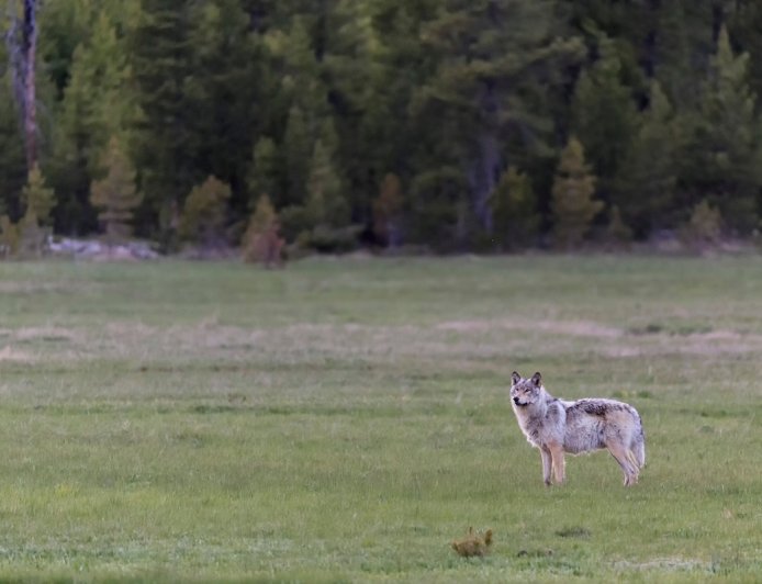WATCH: Wolf Follows Man at Yellowstone National Park