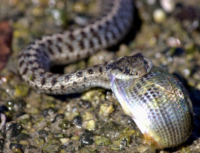 ‘Thankssss!’: Sneaky Snake Steals Fish from Angler (Video)