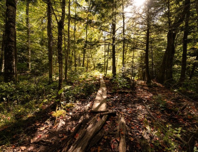 Name That Creature: Hikers Share Trail With Mystery Animal