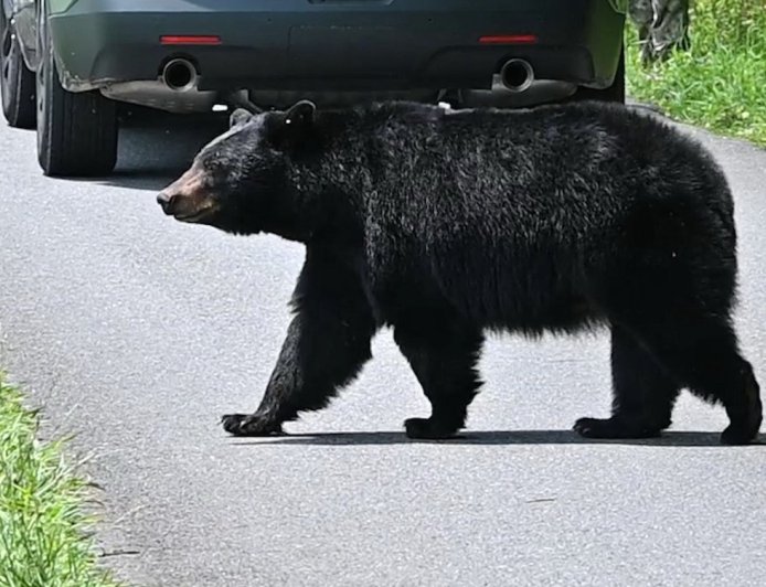 WATCH: Young Girl Spots a Bear in Her Family’s Kitchen