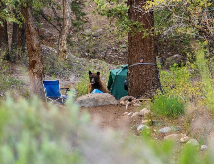 WATCH: Bear Sacks Tent in Yosemite Campground