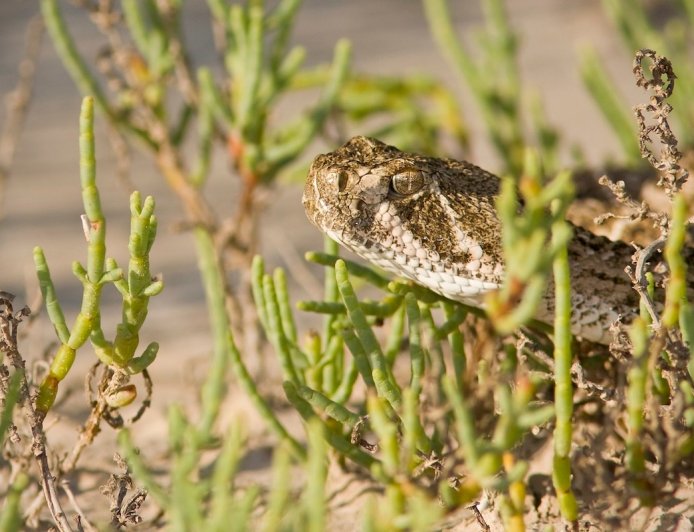 Man Spots Rattlesnake on Southern California Beach (Video)