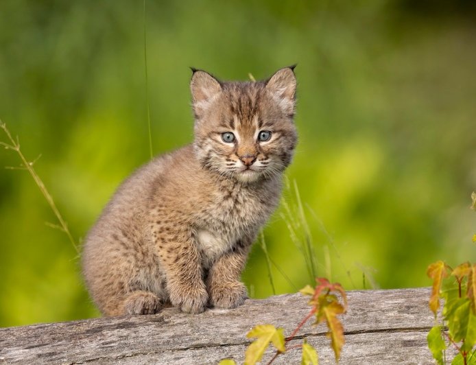 WATCH: Baby Bobcats Play With a Snake in Front of Trail Cam