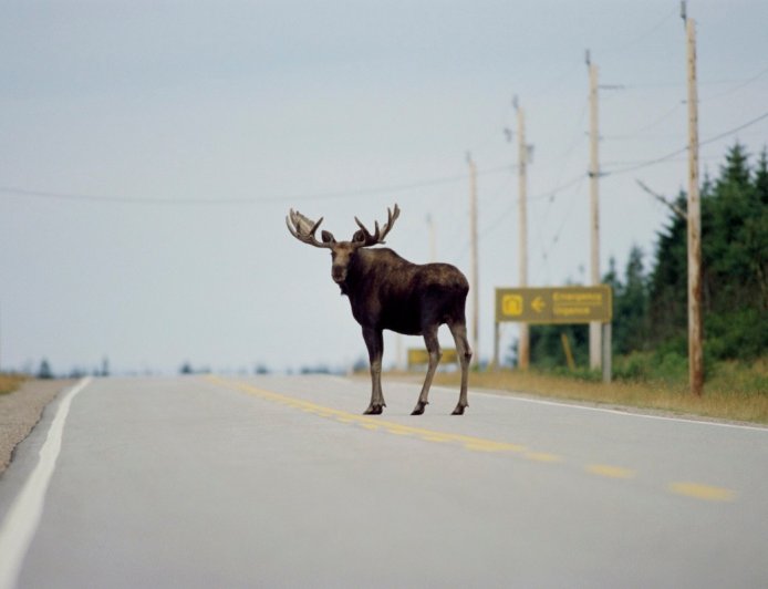 Viral Video: Massive Moose Shows Who’s Boss on Alaska Highway