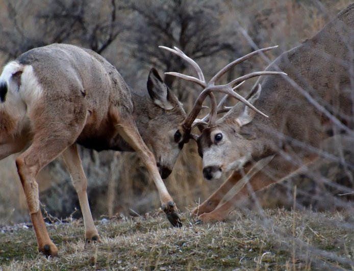 WATCH: Bear Breaks up Mule Deer Fight in Sequoia National Park