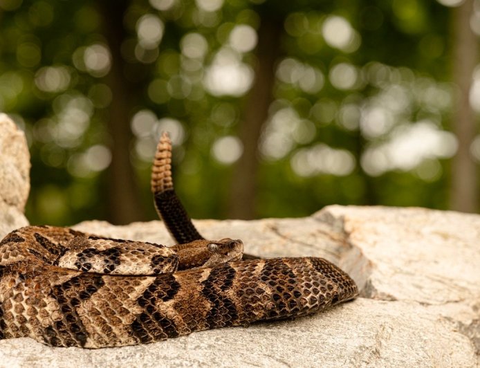 Massive Rattlesnake Invades Florida Golf Course (Video)
