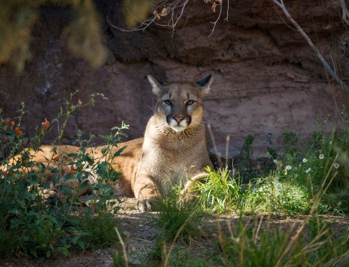 Realtor Opens Home’s Garage to Find Cougar Sleeping on Shelf