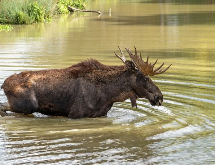WATCH: Bull Moose Swims in Lake Near Glacier National Park