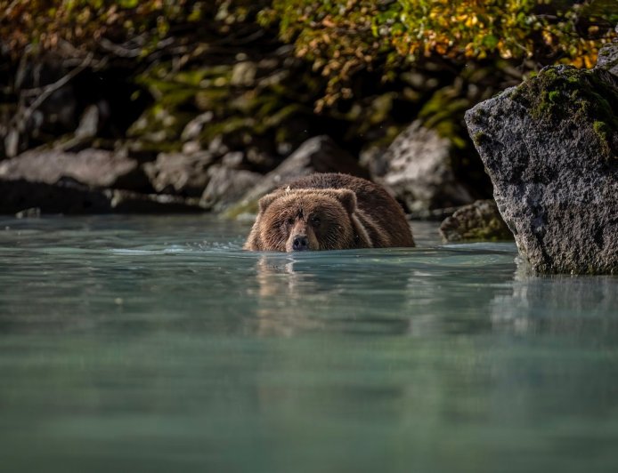 Large Brown Bear Demonstrates How It Got So Big (Video)
