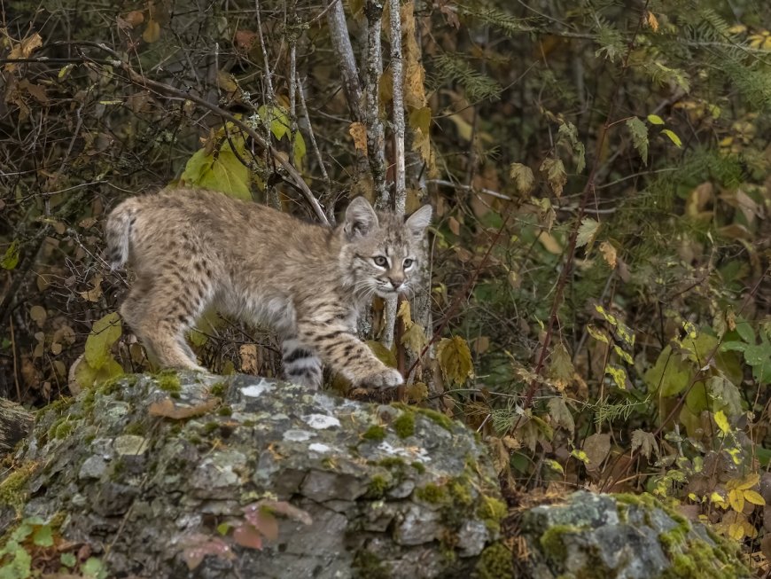 Sound on: Bobcat Kittens Get the Zoomies in Front of Trail Cam