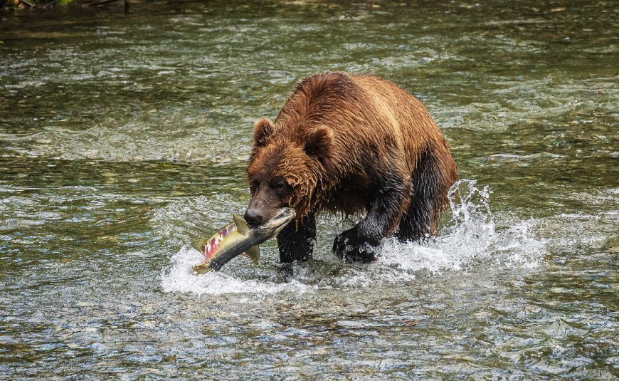 Viral Video: Grizzly Bear Photobombs Fisherman in Alaska
