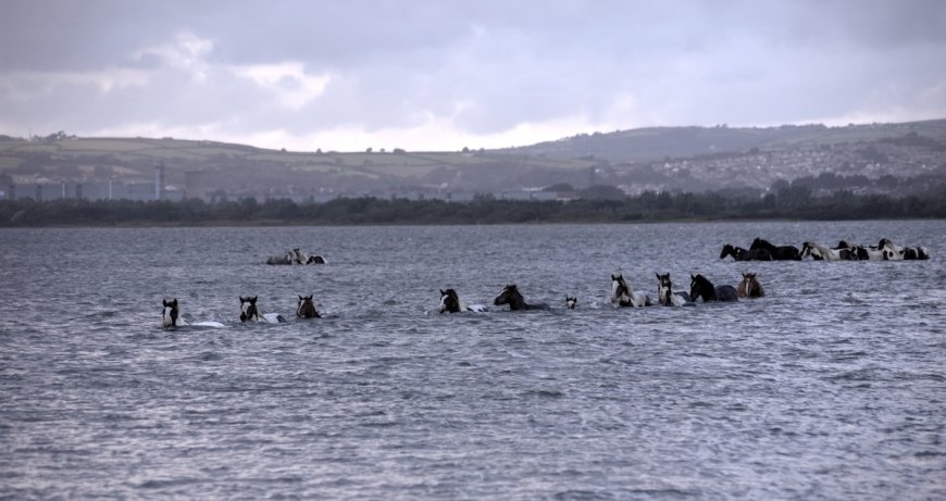 150 Wild Ponies Swim Across Channel in Virginia (Video)