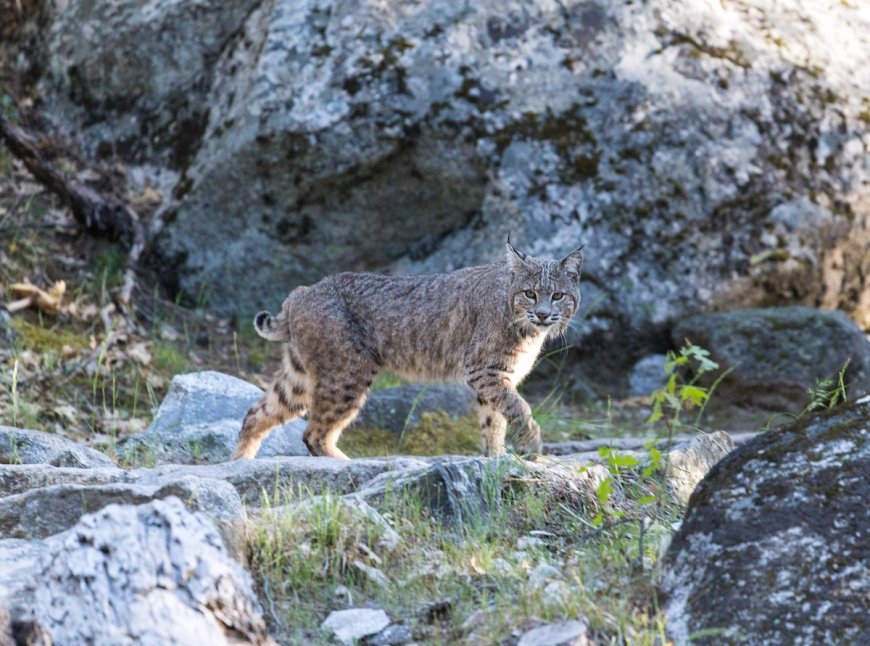 Bobcat Sits and Stares at Hikers on Popular Yosemite Trail