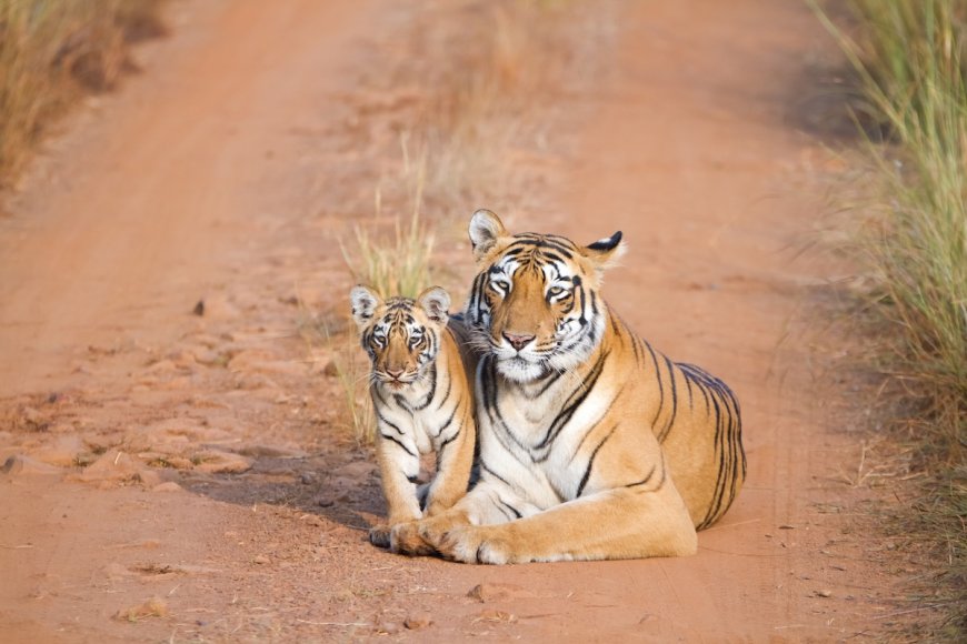 ‘Unforgettable’ Sighting: Tigress and Cubs Cross Road in India