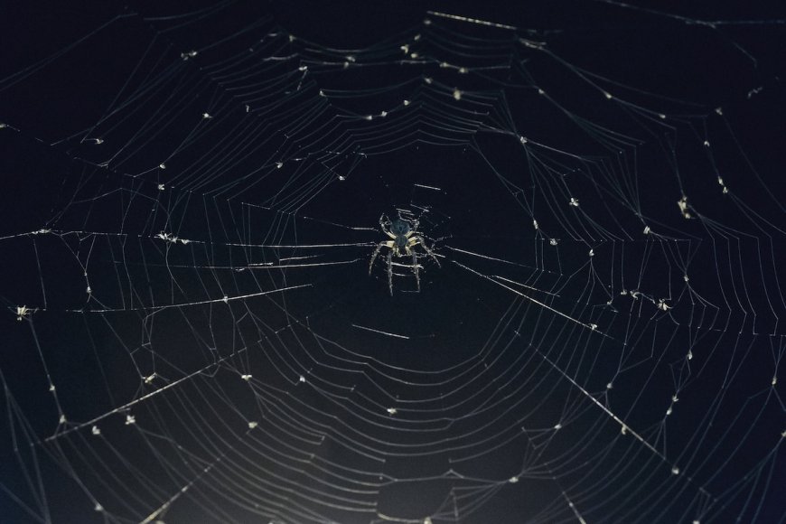 Woman Hospitalized From Spider Bites She Got While Camping