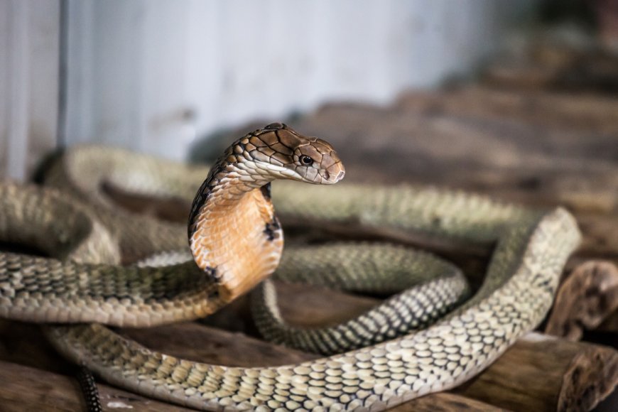 WATCH: King Cobra Hides out in Toilet, Scaring Resort Guest