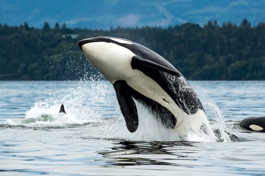 Orcas Show up in Triathlon’s Swim Course After Athletes Exit