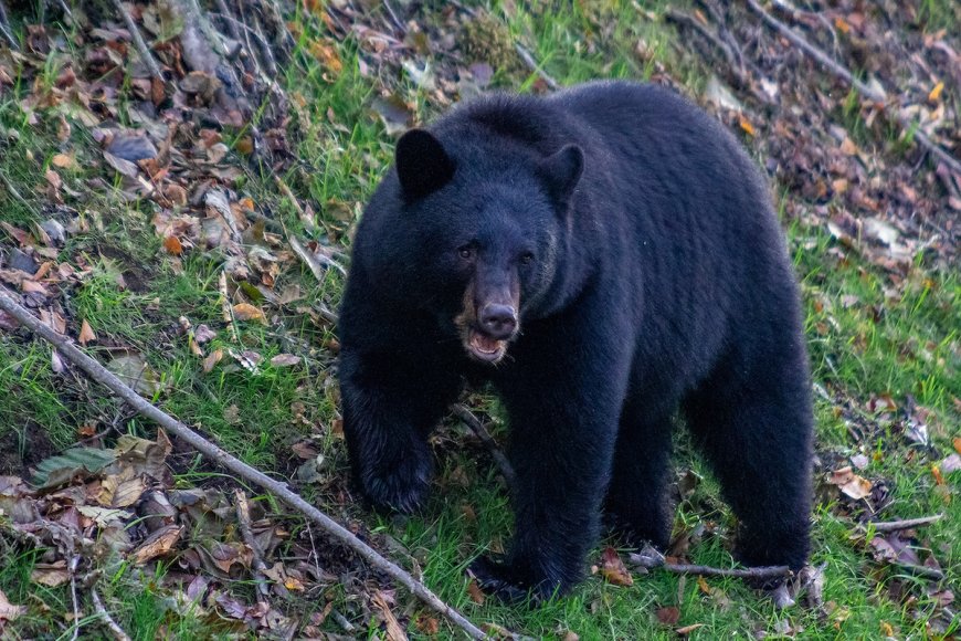 State Park Shares Image of Locked Cooler Destroyed by Bear