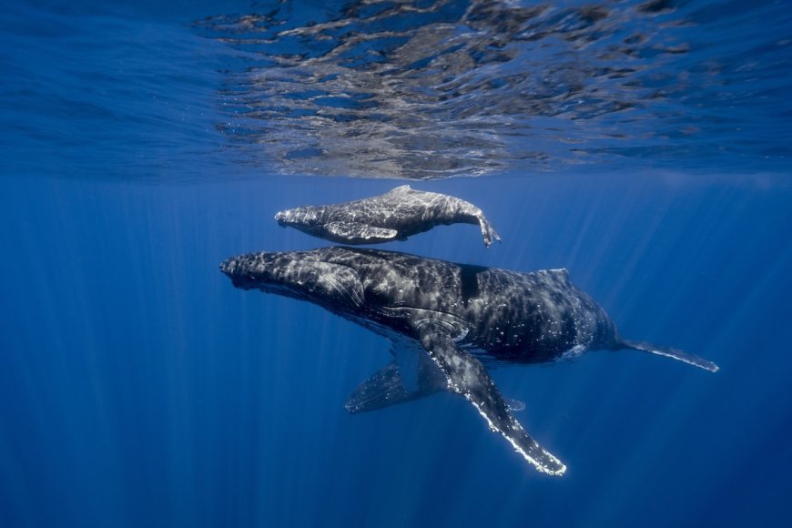 Incredible, Rare Footage: Drone Pilot Films Humpback Whale Birth
