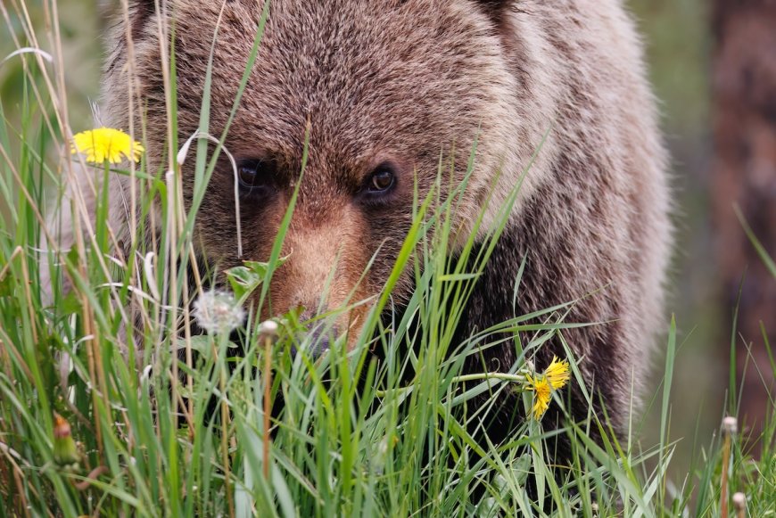 Hikers Come Across Bear and Moose at Jasper National Park Lake