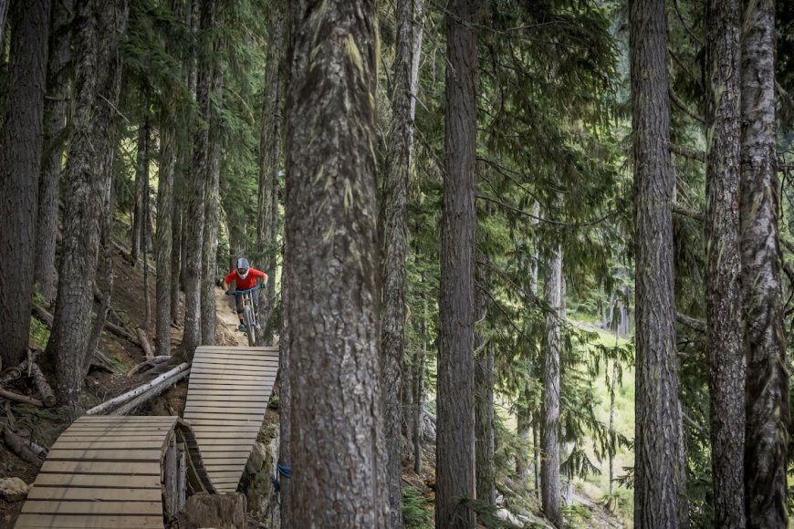 Mountain Bikers Nearly Run Into Bears in Whistler Bike Park