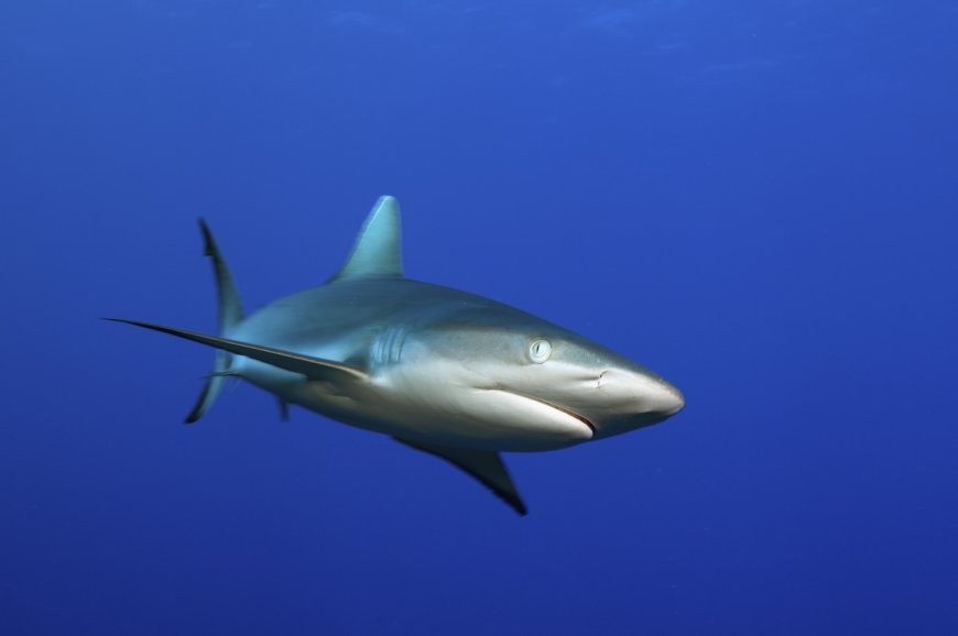 Diver Captures His Own Frightening Shark Attack on Camera