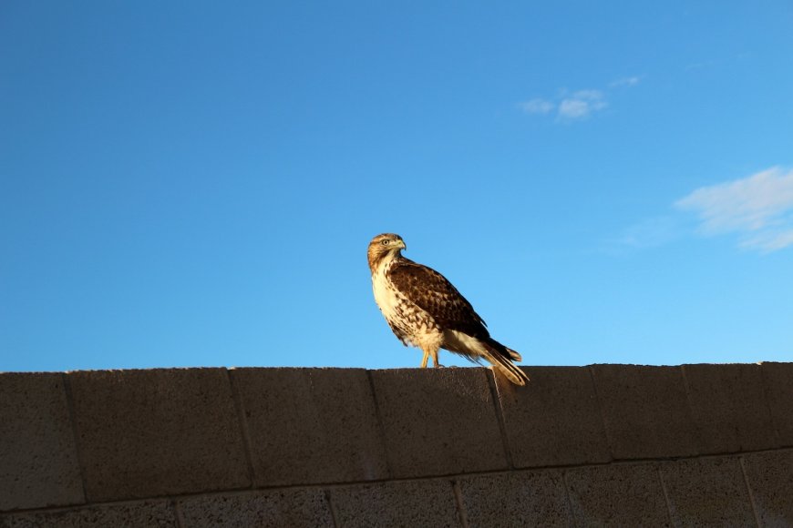 WATCH: Hawk Perches on Fence, Squirrel Couldn’t Care Less