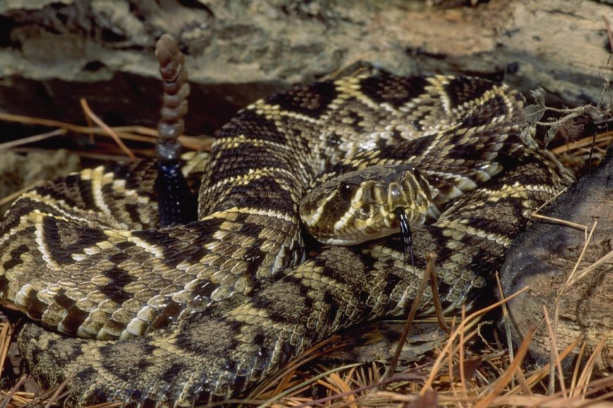 PSA: Rattlesnakes Can Swim, So Watch Where You Wade