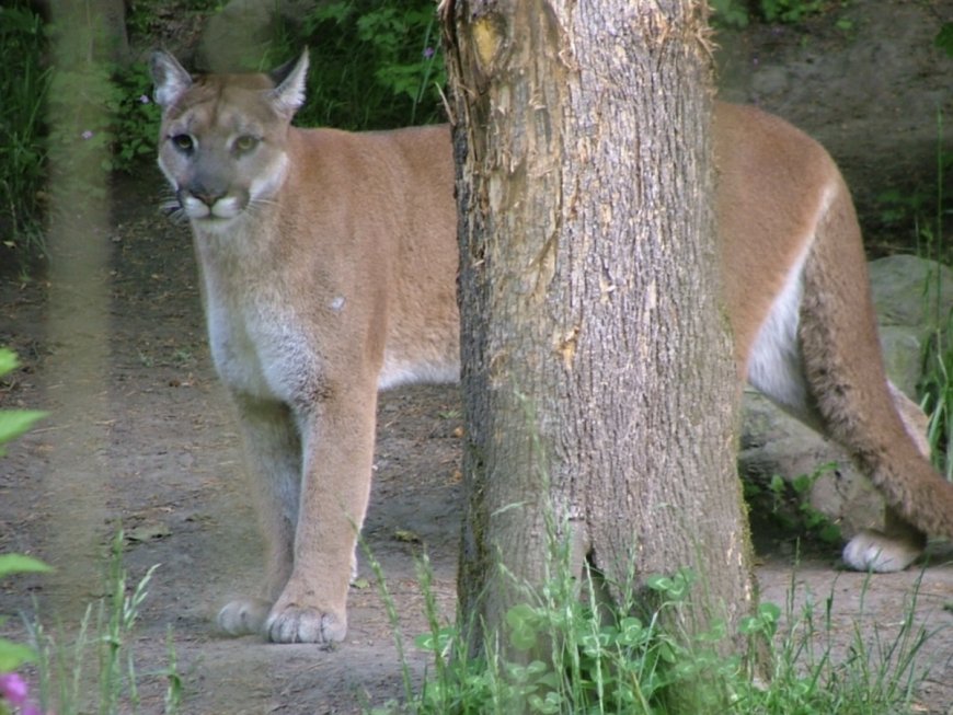 Mountain Lion Removes Tranquilizer Dart, Chews and Spits It out