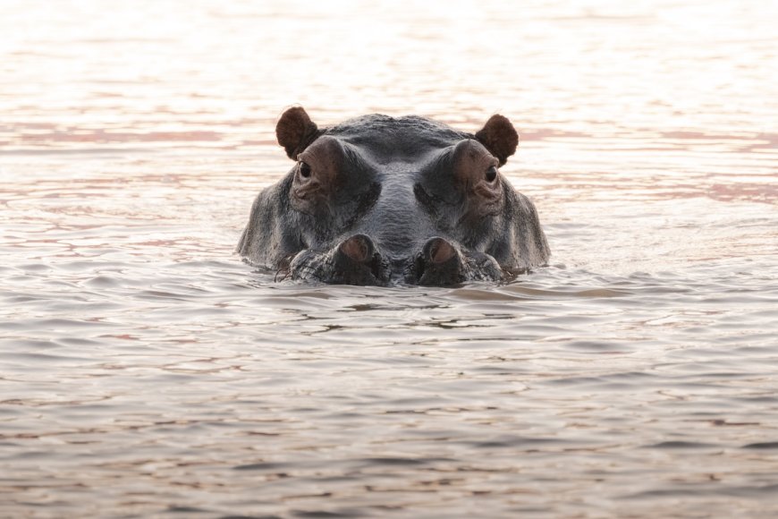 Hippo Charges at Safari Boat in Botswana (Viral Video)
