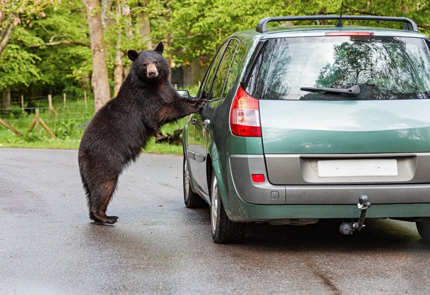 ‘Bears Everywhere’: Couple Films Bears Breaking Into Parked Cars