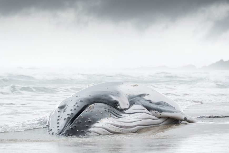 Mother/Daughter Team Helps Keep Stranded Whale Alive