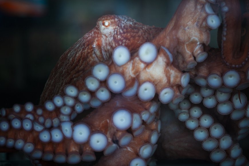 WATCH: Fisherman Struggles to Remove Octopus From His Face