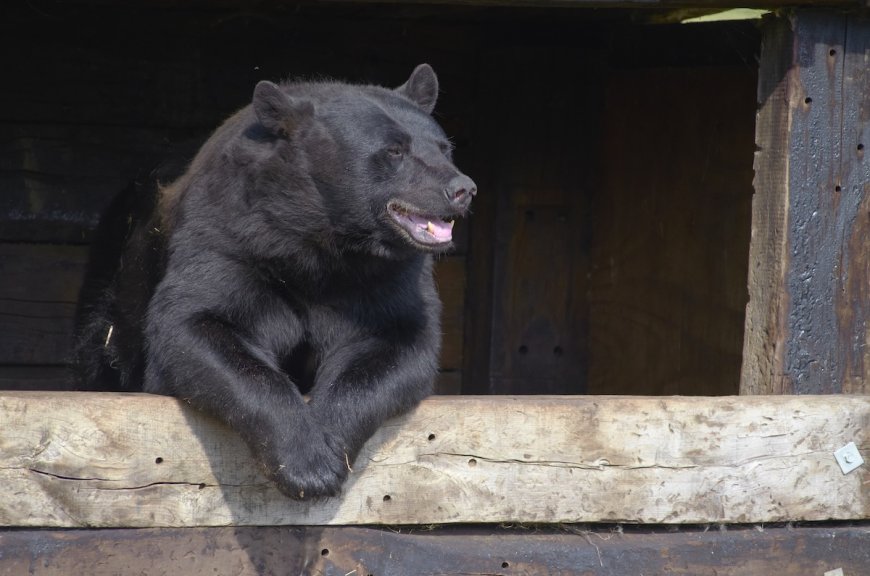Bear Breaks Into Breckenridge Hotel, Eats M&Ms (Video)