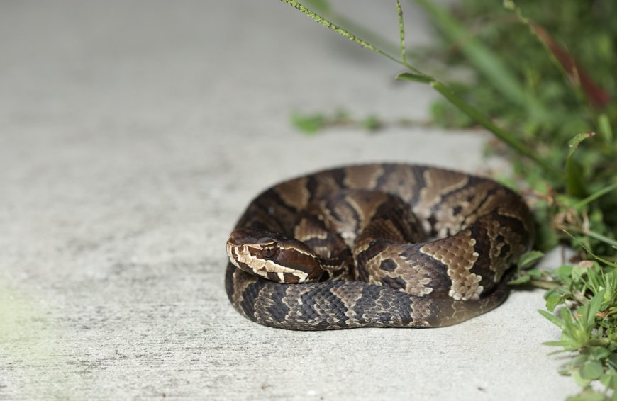 High School Student Finds Venomous Snake in Football Helmet