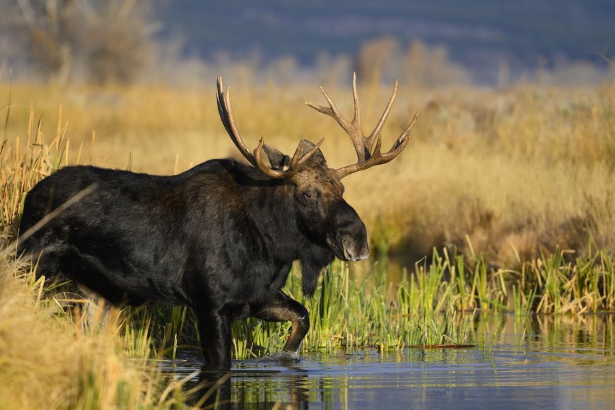 WATCH: Group of Bachelor Moose Crosses River in Front of Family