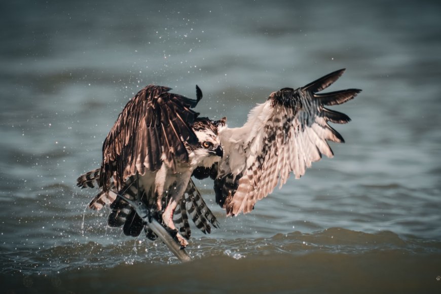 ‘Looks Like a Pterodactyl!’: Osprey Lands on Roof With Long Prey