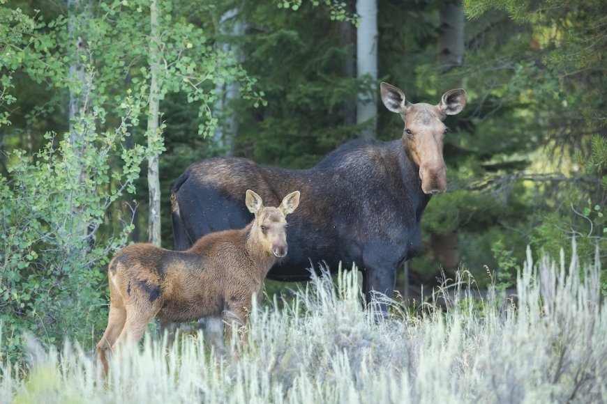 WATCH: Moose Mom and Calves Race Past Trail Cam in Alaska