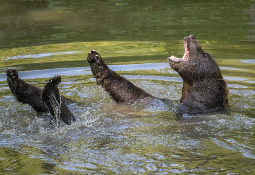 Large Bear Cools off in Backyard Pool Near Los Angeles