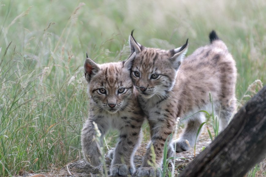 Rare Sight: Lynx Kitten and Mom Spotted on Colorado Trail Cam