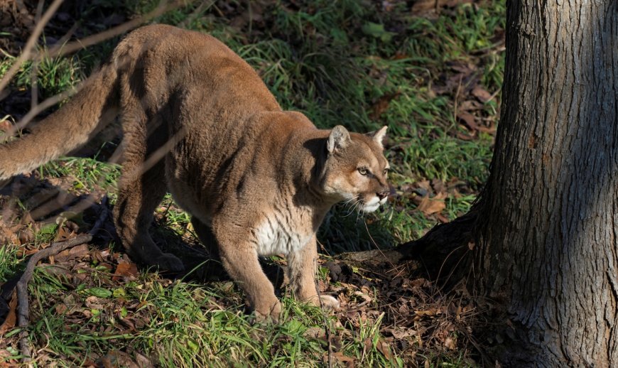 Coyotes Yip Wildly as Mountain Lions Pass Through Campground