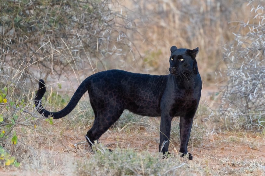 Trail Cam Captures Footage of Rare Black Leopard in Nepal