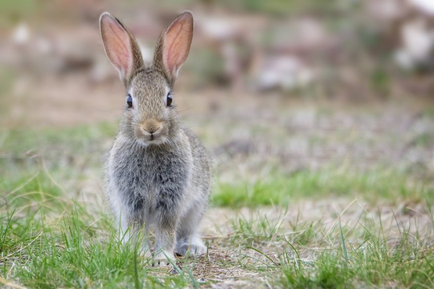 ‘Bro, Why?’: Aghast Bystander Films Bunny vs. Snake Battle