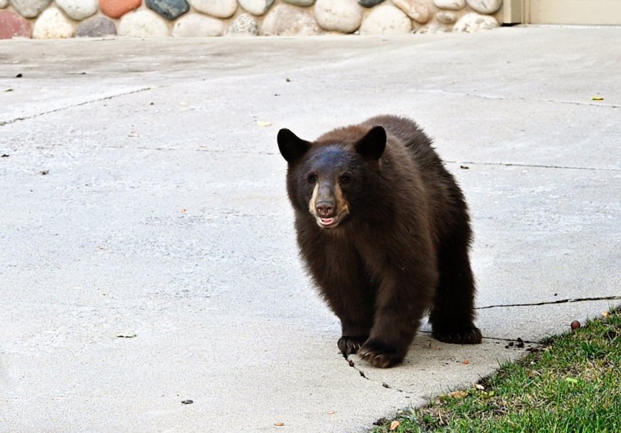 Bear Attacks Man at Apartment Complex in Colorado
