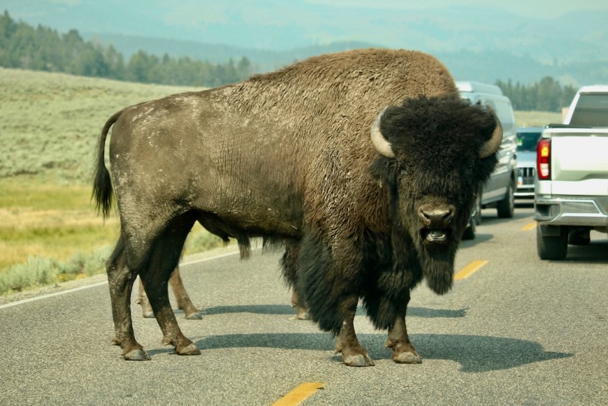 Tourists Stand Three Feet From Bison at Yellowstone (Video)