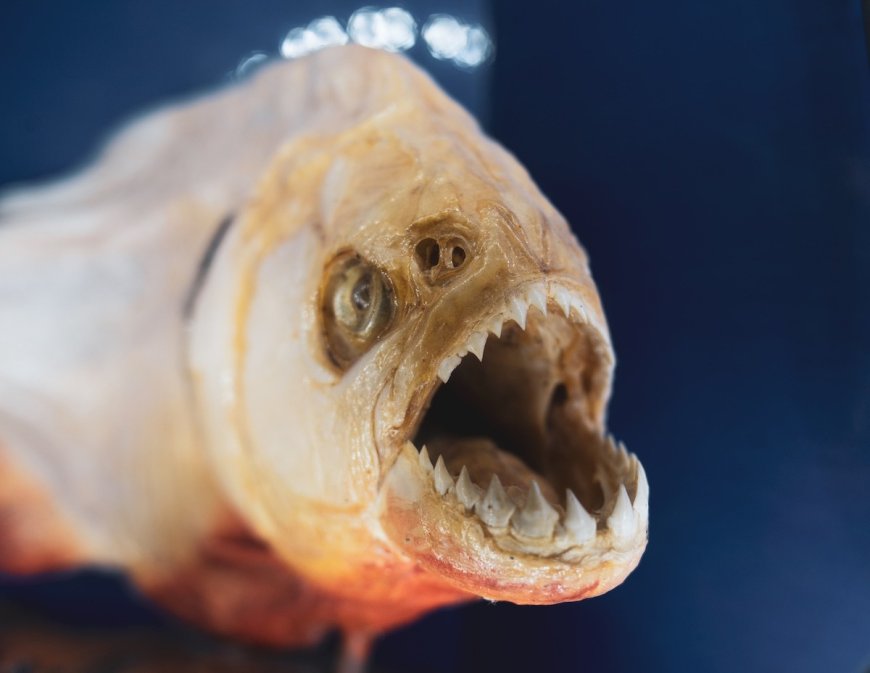 Young Angler Shocked to Catch a Piranha in Pennsylvania Lake
