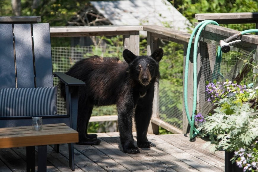 Viral Video: Baby Bear Snatches Trash Can From Cabin Balcony