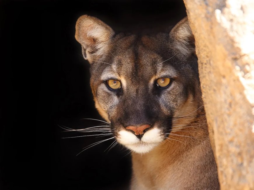 ‘I Hate It When Cougars Hunt You’: Mountain Lion Stalks Hikers